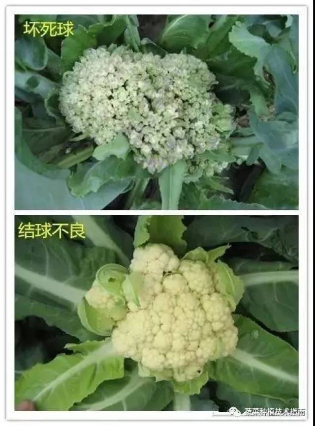 花椰菜出现异常花球的形态及形成原因