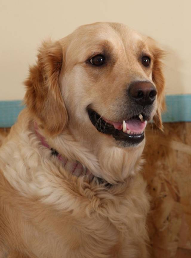 金毛犬妈妈产下九只幼崽,其中有一只是绿色的,全球仅三例