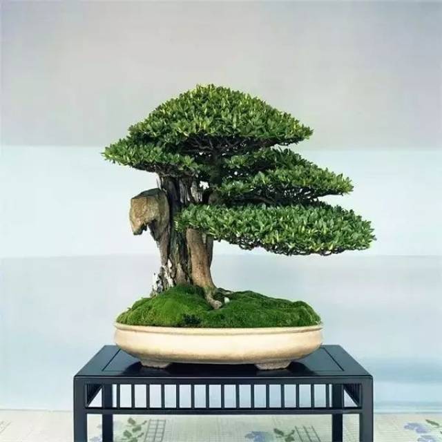 崖柏| 一种史前植物, 源于3亿多年前