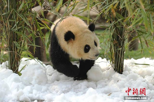 园及幼年大熊猫别墅活动场铺满了皑皑白雪,大熊猫宝宝们在雪堆中打滚