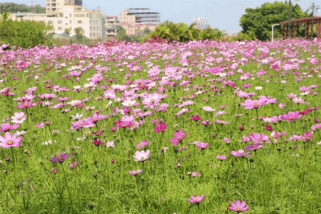 里水这个隐世小岛