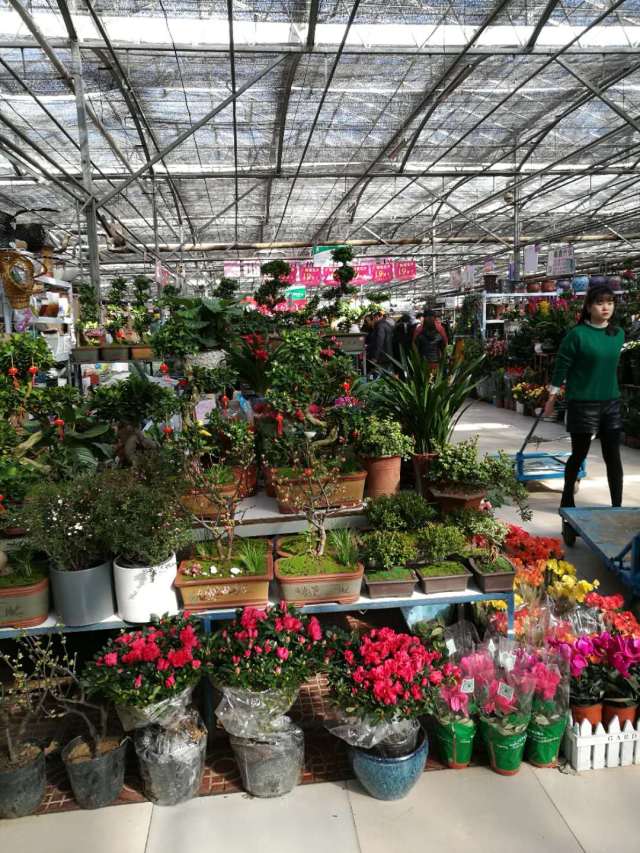 过年买花的人真多——郑州市陈寨花卉市场人潮涌动
