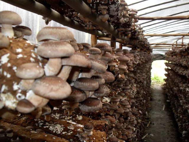 若是环境温度更低,尤其是在12℃以下,香菇生长会比较缓慢,菌盖难以