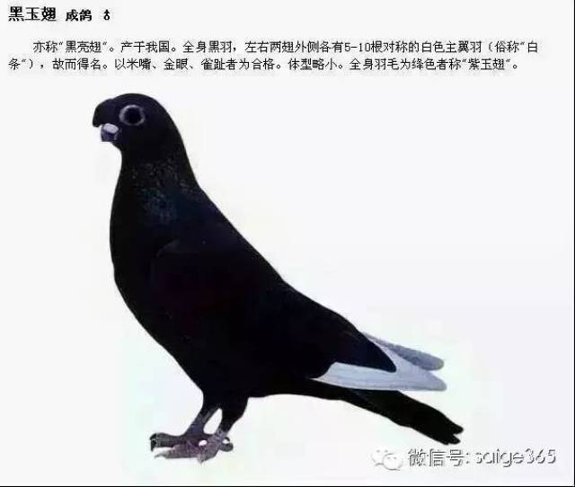 【图集】鸽子品种介绍配文字说明(绝版收藏)