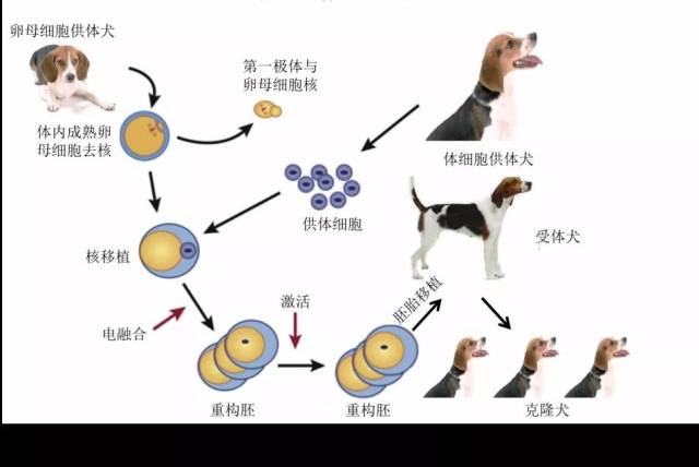 克隆一条给人治病的"狗" 丨春节特辑