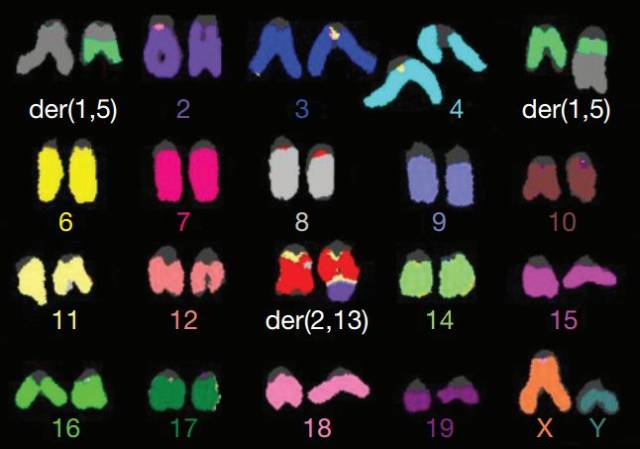 小鼠的异常染色体形态