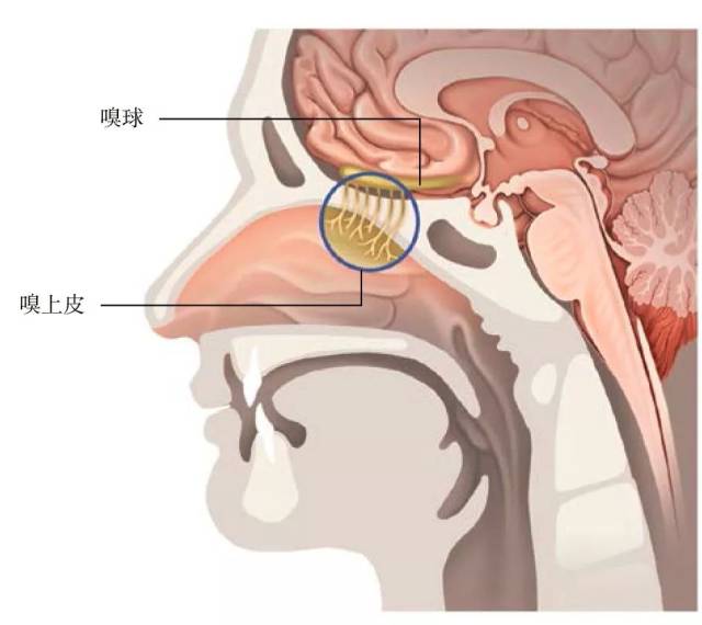 特殊的解剖结构,大大优化了气体在狗鼻腔内部的传输效率,这和人类鼻子