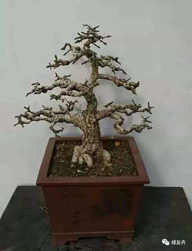 一年之计在于春,欣赏迎春喜盈盈!