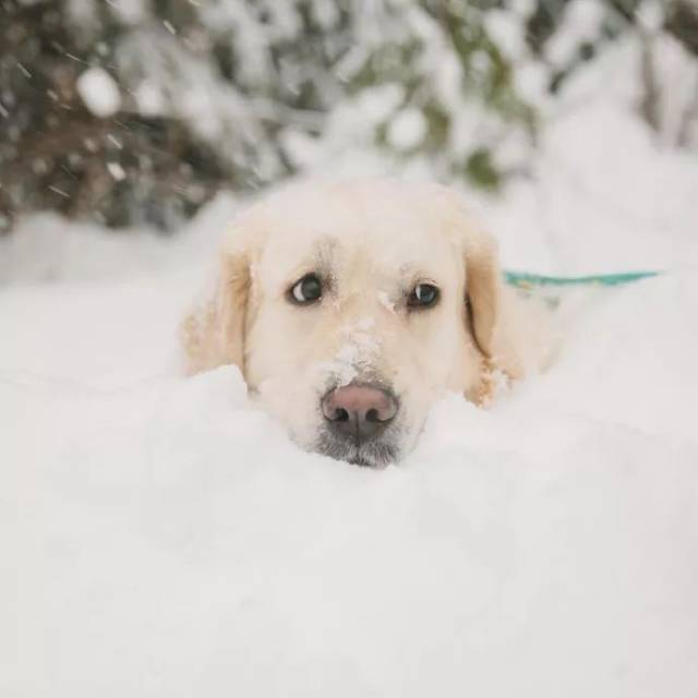 雪地里的大金毛,这是今年最唯美照片了!