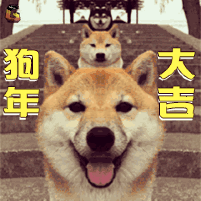 今天是大年初一,小马达先祝大家 狗年大吉呐!