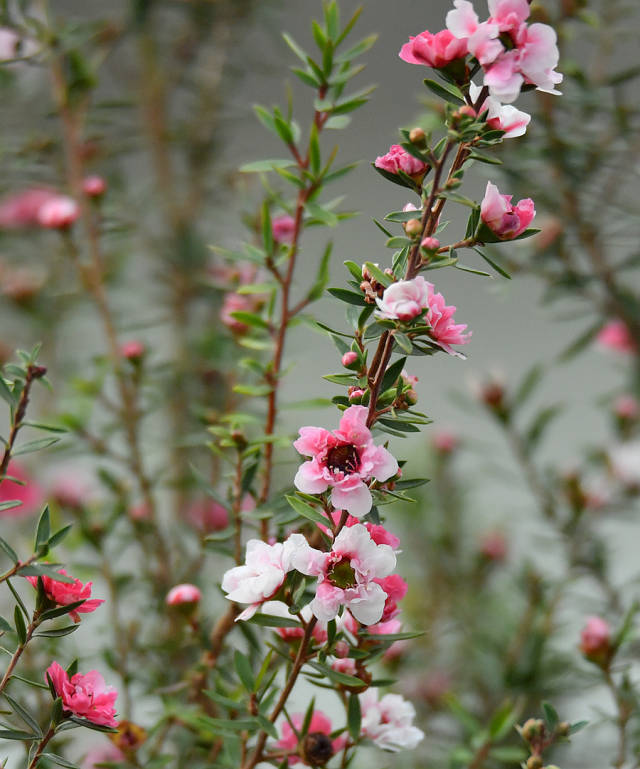 松红梅—茎叶似松,花似梅,枝似灌丛