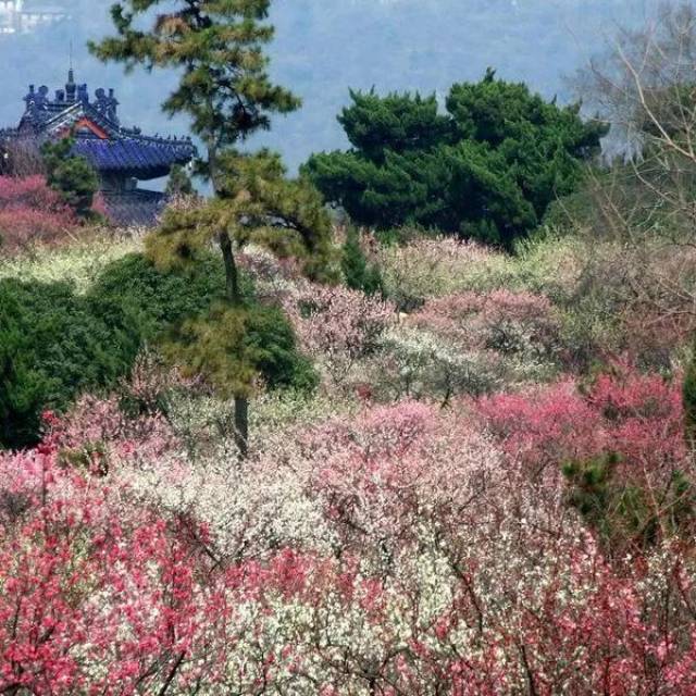 上海淀山湖梅园