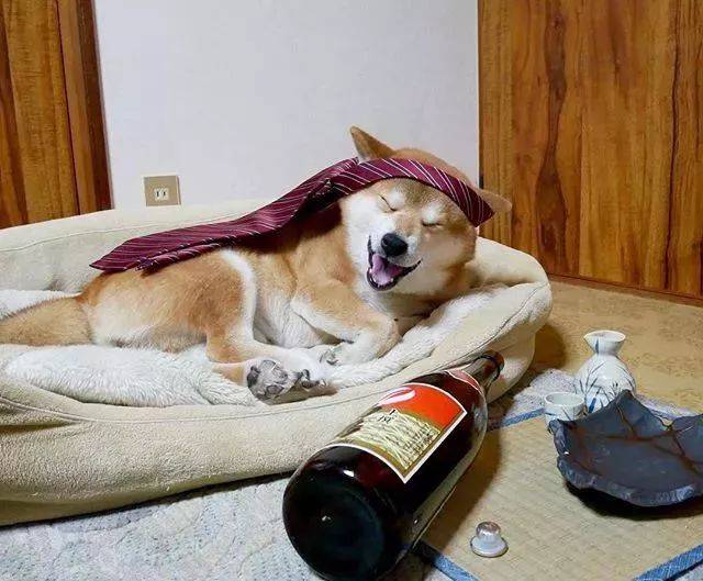 日本一柴犬因笑容治愈走红网络!网友:承包了我2018年的头像!