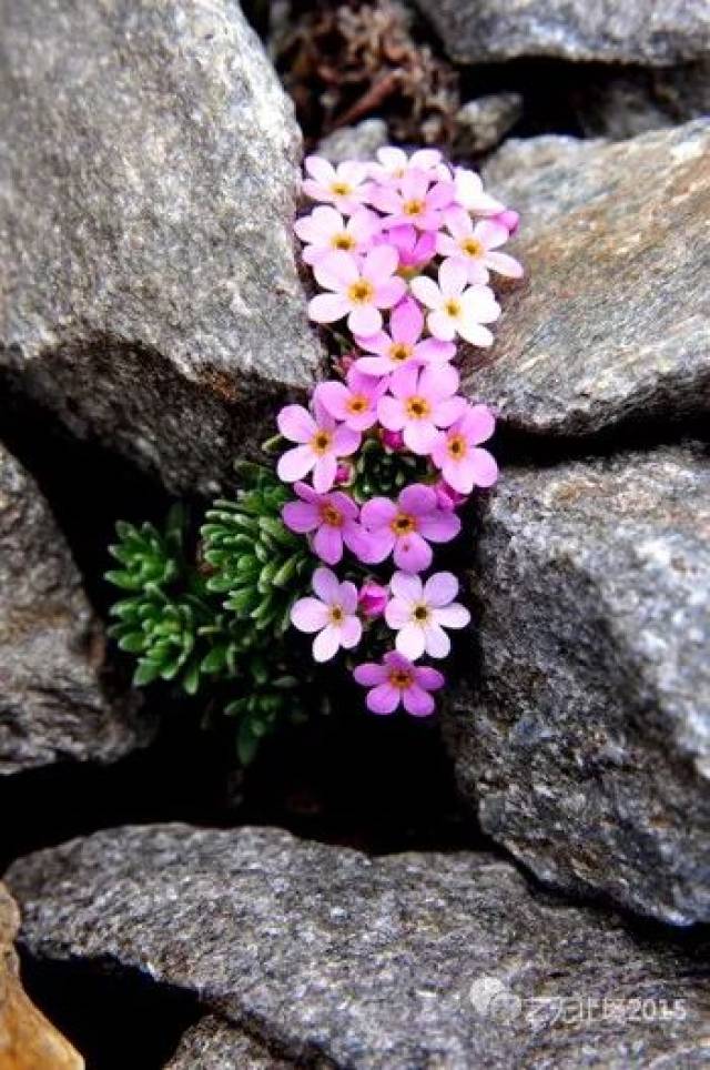一株悬崖边上的花