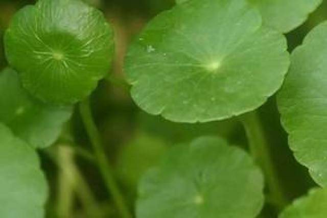 【每日一花】颇具古典气质的观叶花卉——镜面草!图片