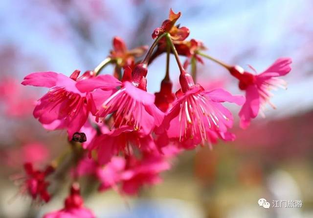 彭伟宗摄 樱花盛开,层层绯红晕染开来 与朋友家人一起漫步在樱花