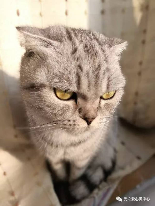 奴才们可以多观察注意 耳朵的不同状态 也是猫咪们情绪的表现  在见到