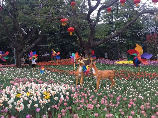 春节不打烊 | 花展引客"忙" 中山公园年宵花展欢迎你