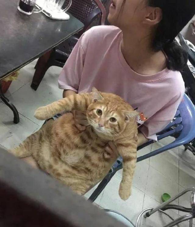 有一位美女铲屎官的家里养了一只橘猫,当她把橘猫放到秤上的时候,被