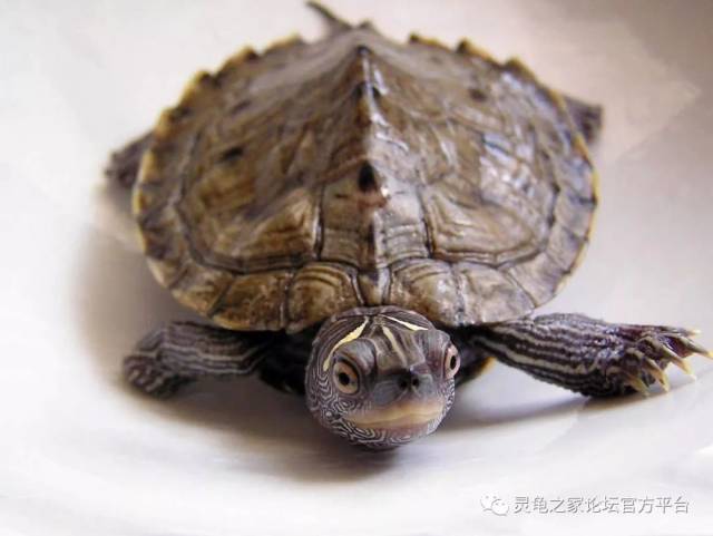 拟地图龟 北部拟地图龟和密西西比地图龟