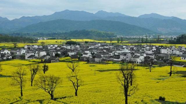 大片的油菜花田,与村中徽派修建相辉映,组成一幅美丽的田园风景画卷.