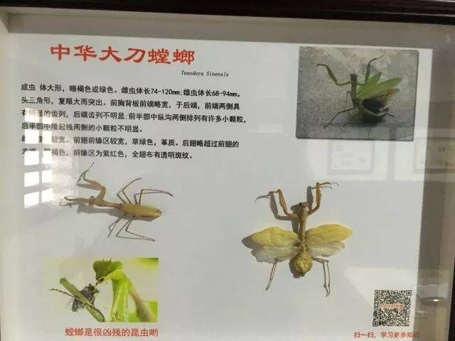 中华大刀螳螂 一踏入展馆,孩子们就被眼前丰富的昆虫品种吸引住了.