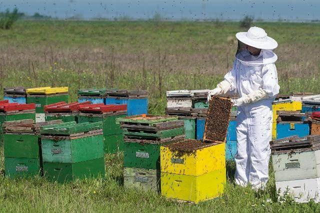 蜜蜂养殖技术浅谈多箱体叠加式养蜂法