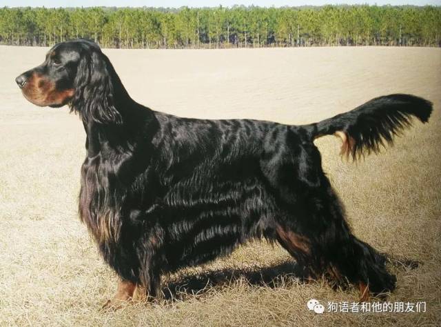 【犬种百科-12-】戈登塞特犬(gordon setter)