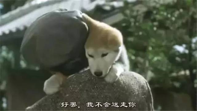 超感动:这5部关于狗狗的暖心电影,一定要看…