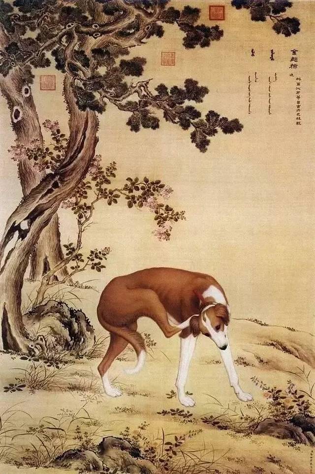 清 郎世宁《十骏犬之 金翅猃图》 这是一只名贵的藏狗