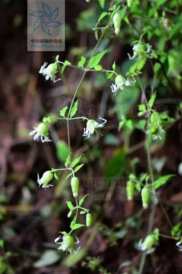 涨姿势,植物中的"狗",别只知道"狗尾巴草"了 丨春节特辑