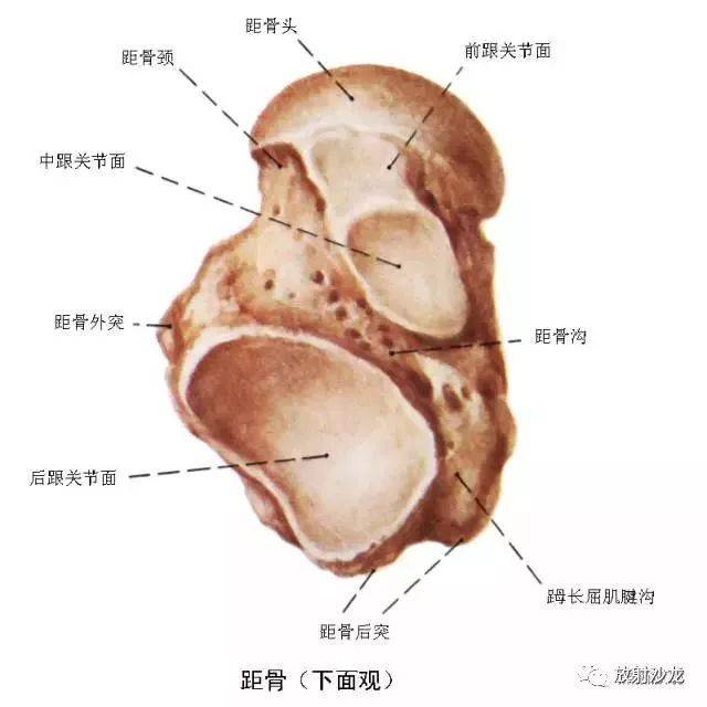 关于膝,踝关节的康复训练【干货】