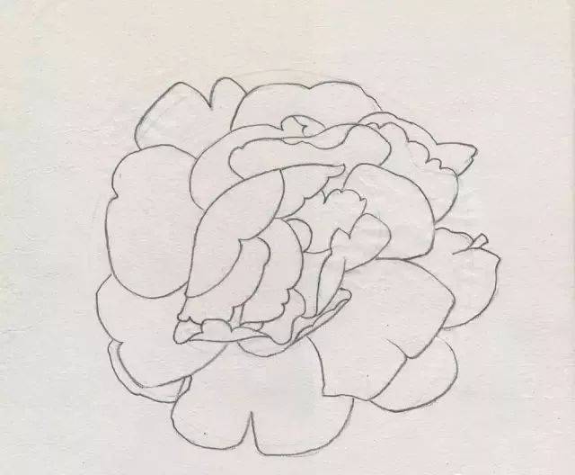 怎样进行牡丹写生和怎样画白牡丹,画友必看!