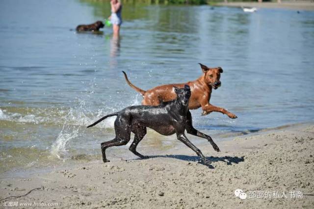 哮天犬:我们的爱到这刚刚好