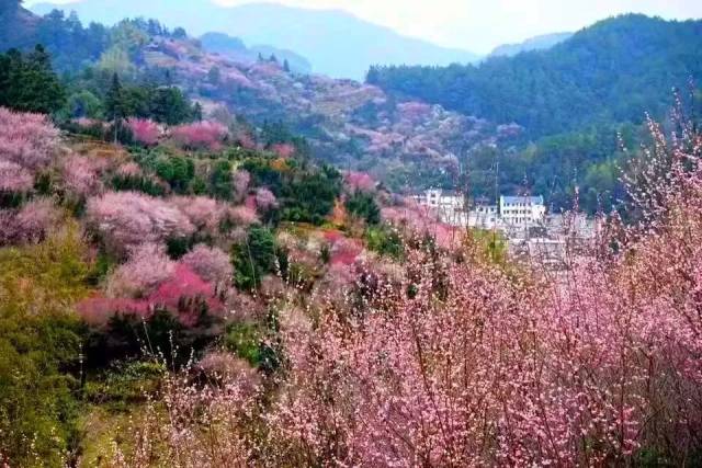 一个美艳欲滴的小山村,漫山遍野的梅花在二月绽放着