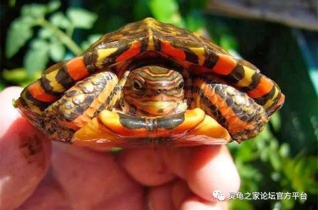 油彩木纹龟 哥斯达黎加木纹龟