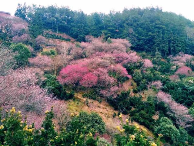 一个美艳欲滴的小山村,漫山遍野的梅花在二月绽放着