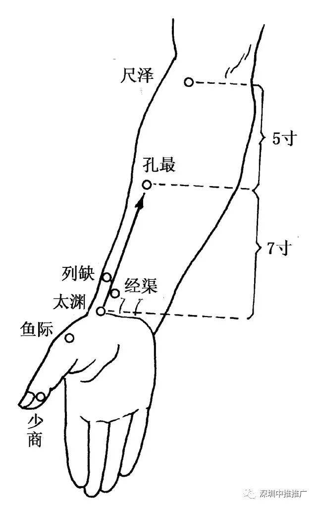 尺泽:在肘区,肘横纹上,肱二头肌腱桡侧缘凹陷中