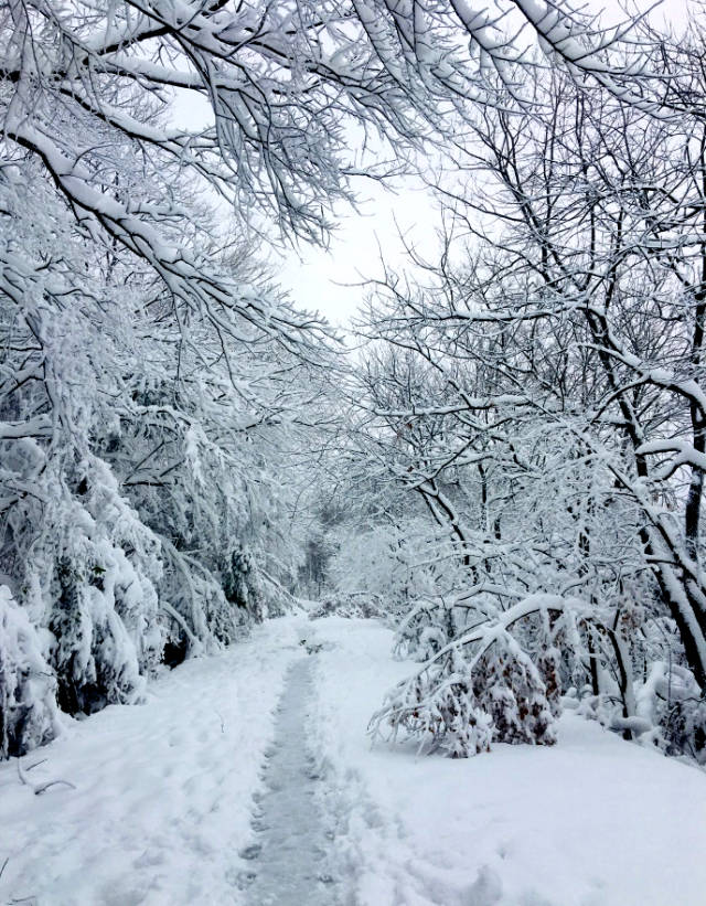 2018年初,冬末大雪下的南京,紫金山中踏雪寻梅