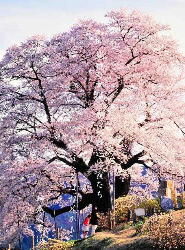 清水寺 在京都的清水寺,1500棵染井吉野山樱花为这处世界文化遗产