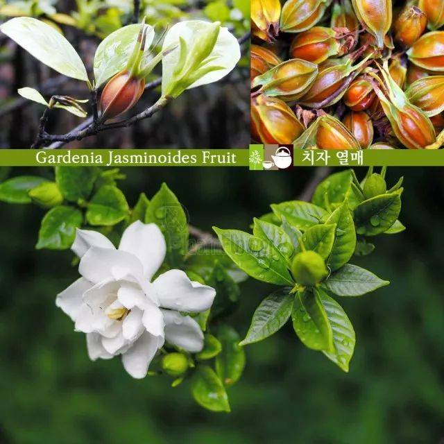 ",而"卮[zhī]"指的是茜草科的另外一种植物, 栀子(gardenia