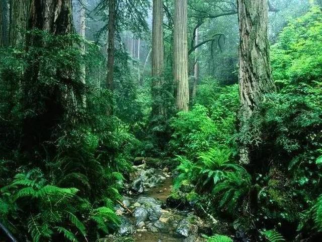 园内植被类型为热带常绿性雨林和热带半落叶季雨林,种类繁多,树木茂盛