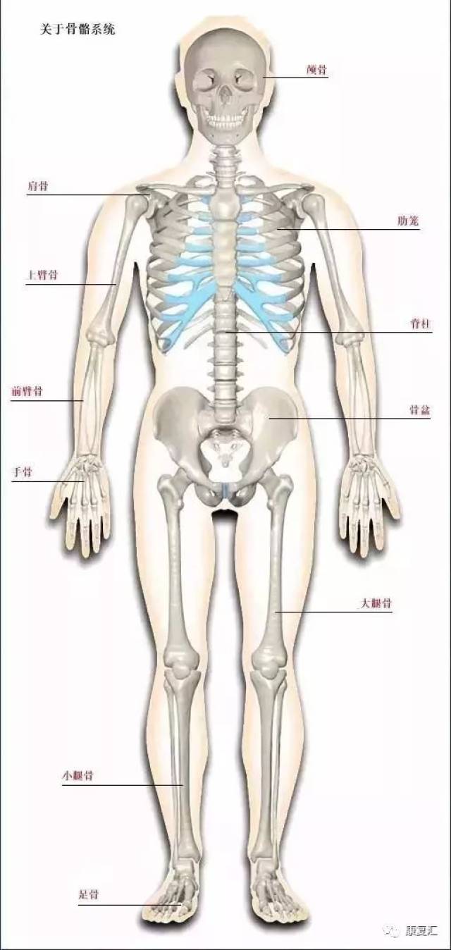 【解剖干货】人体骨骼系统高清图解