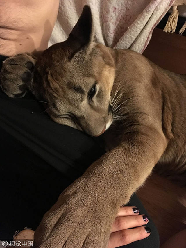 战斗民族的宠物 俄夫妇收养美洲狮成网红