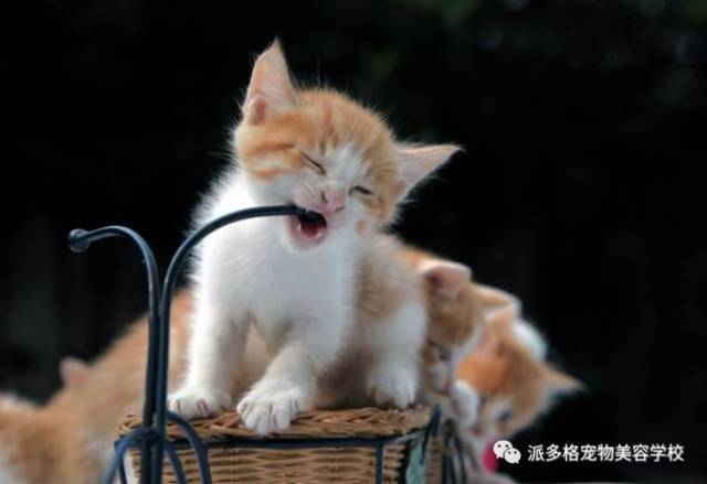 哺乳小猫咪:出生后到第五周 生后第1天:小猫的脐带还是湿的.