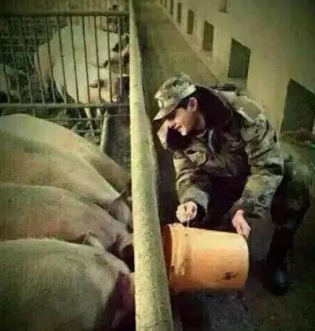 杨洋喂猪.
