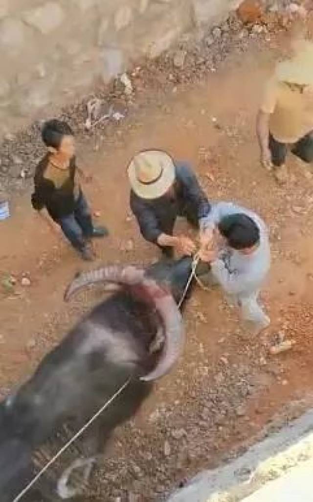 "好像是 因牛鼻环绳松了,然后牵牛的人一直找机会重新弄一下,可能是牛