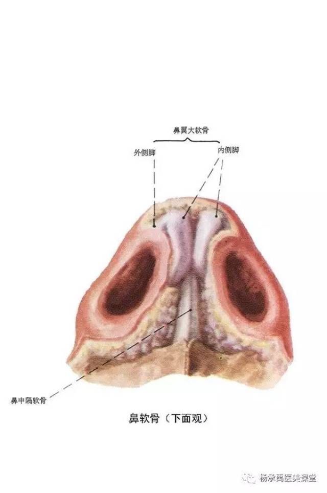 鼻外部解剖结构大致分为:鼻梁(鼻背或鼻脊),鼻根,鼻尖,鼻翼,鼻孔,鼻