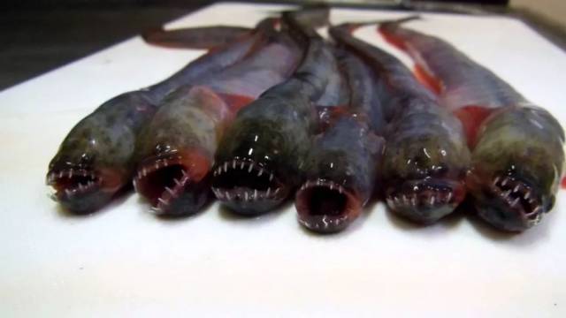世界上最恶心的鱼,神奇技能吓死你!