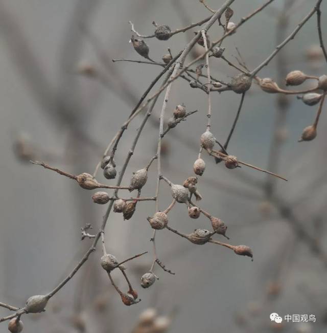 【城市绿岛】斑鸠树上排成行 团城湖里数鸭忙——2月19日北京颐和园